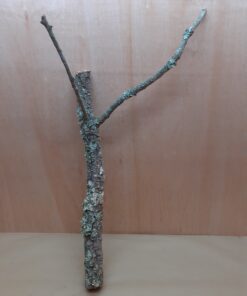 Large Cork Branch - 80-110cm - 2