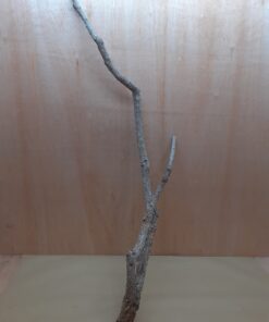 Large Cork Branch - 80-110cm - 21