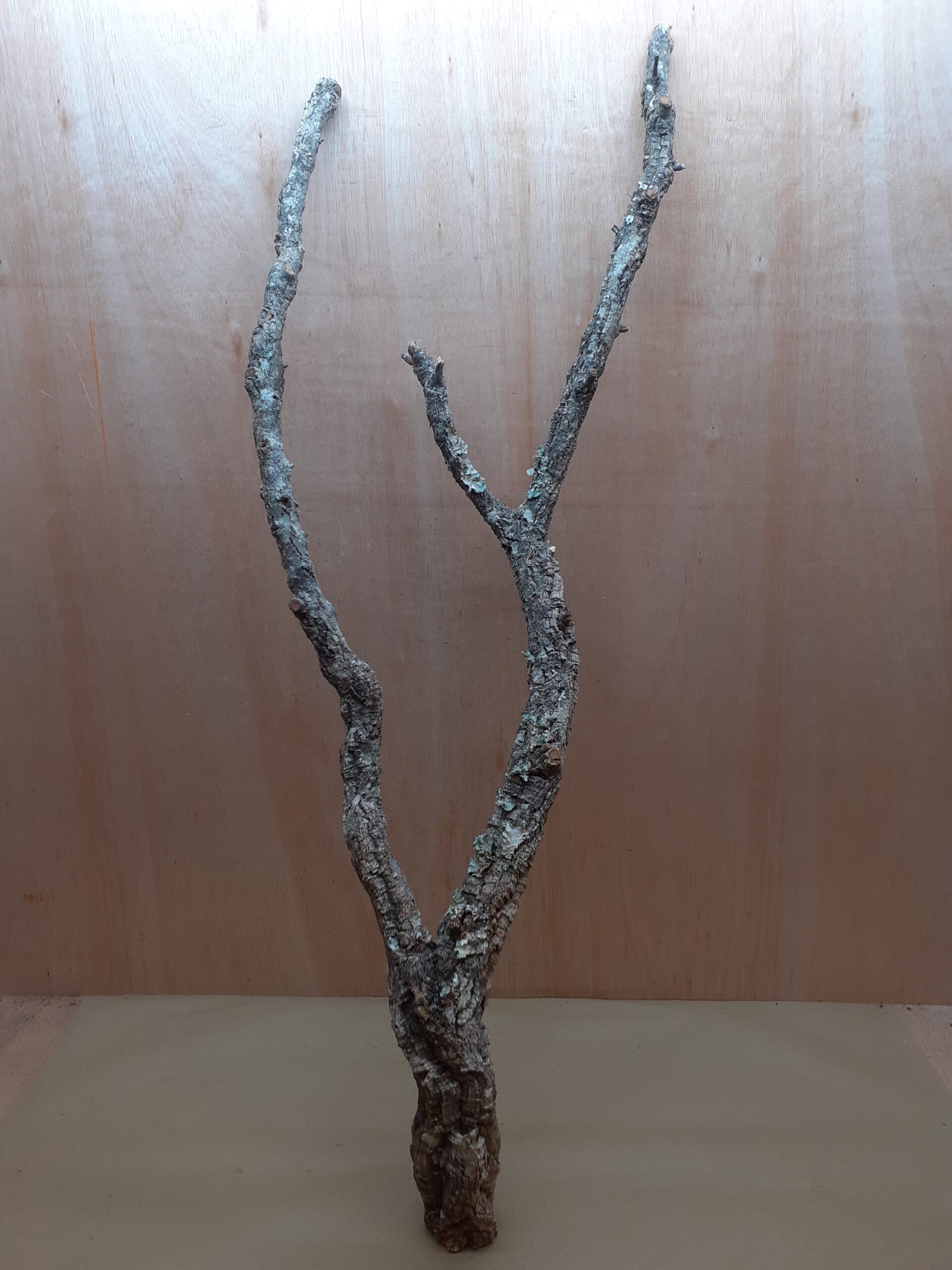 Large Cork Branch - 80-110cm - 14