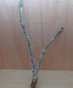 Large Cork Branch - 80-110cm - 4