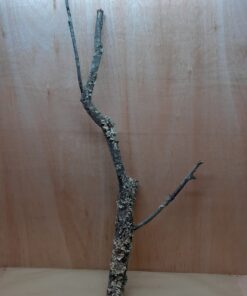 Large Cork Branch - 80-110cm - 19