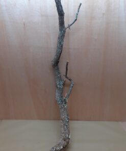 Large Cork Branch - 80-110cm - 3