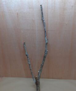 Large Cork Branch - 80-110cm - 27