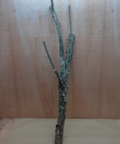 Large Cork Branch - 80-110cm - 28
