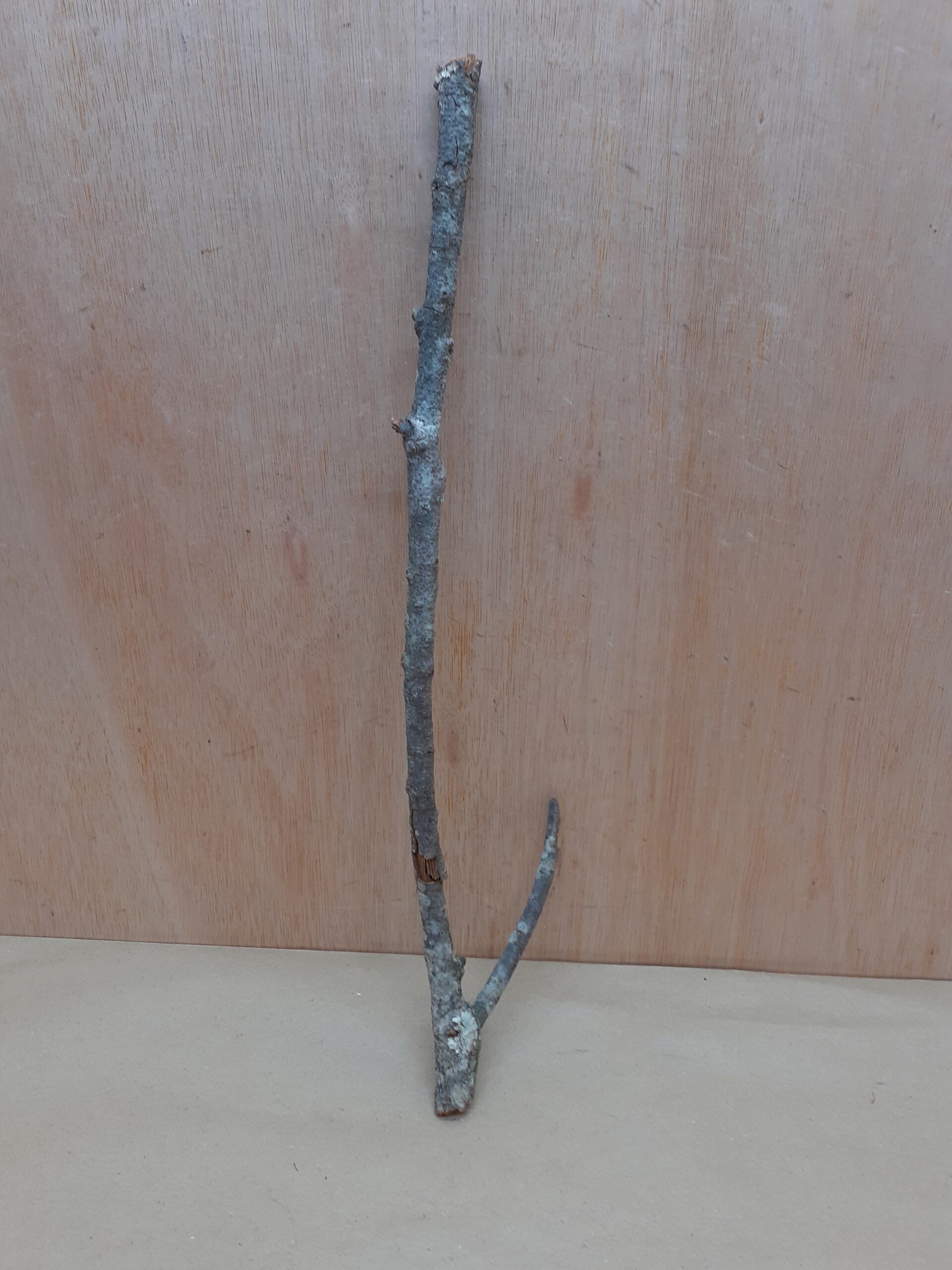 Medium Cork Branch - 40-80cm - 16