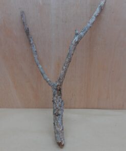 Medium Cork Branch - 40-80cm - 30