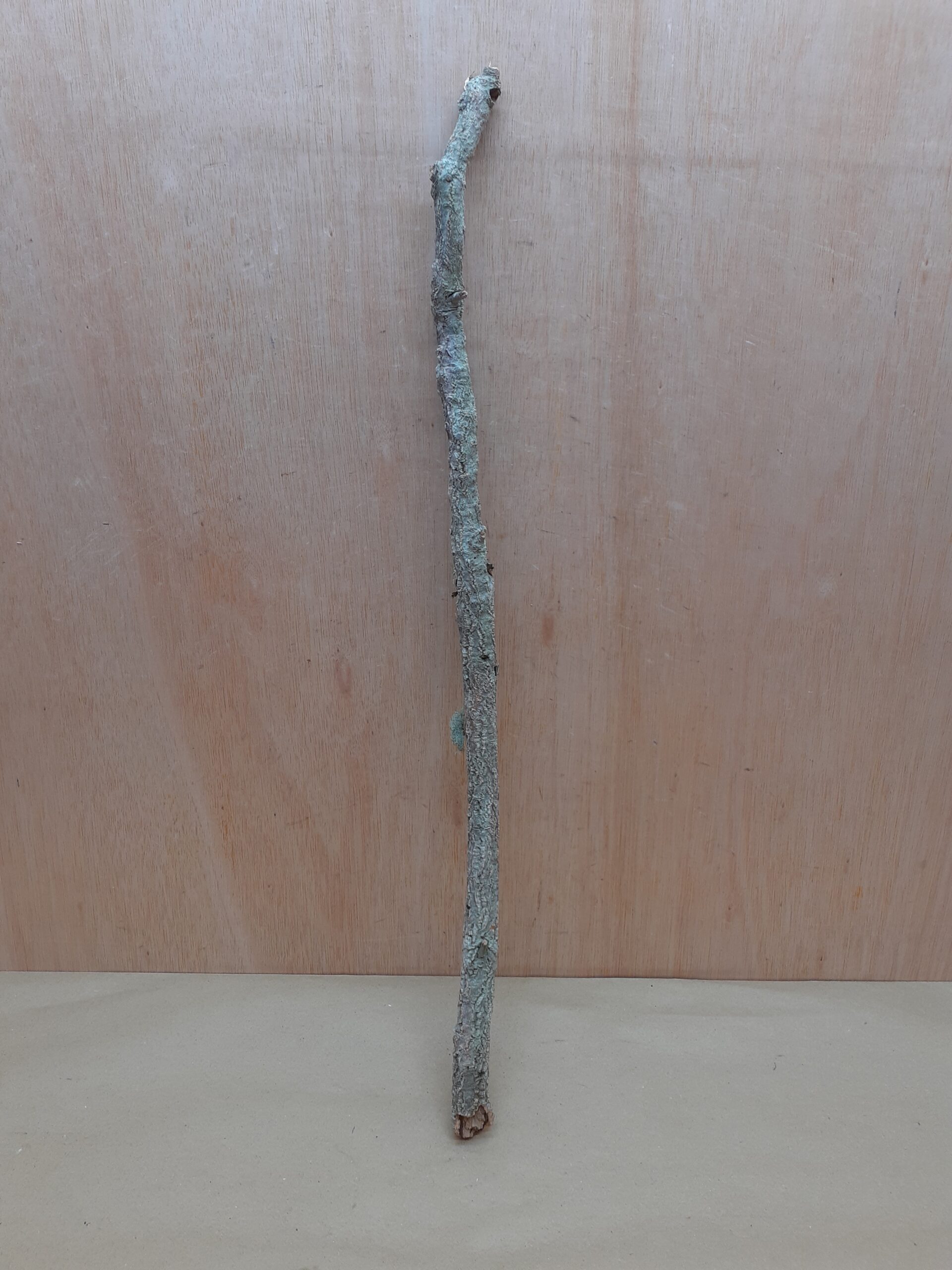 Medium Cork Branch - 40-80cm - 6