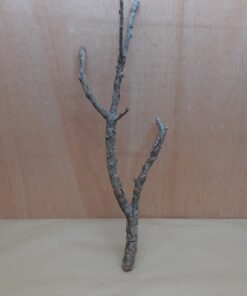 Medium Cork Branch - 40-80cm - 3