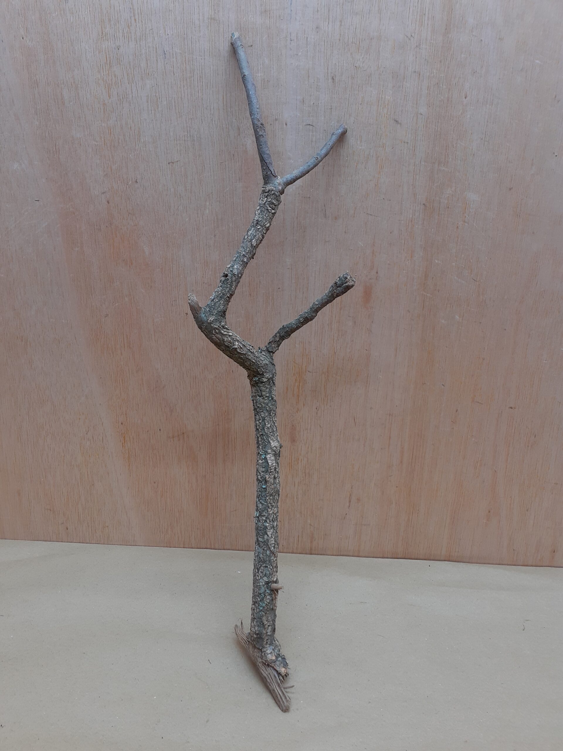 Medium Cork Branch - 40-80cm - 19