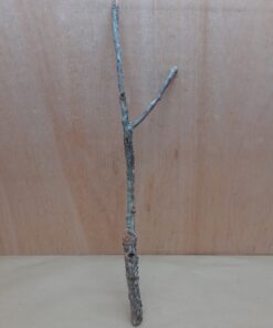 Medium Cork Branch - 40-80cm - 2