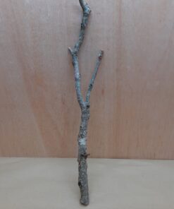 Medium Cork Branch - 40-80cm - 7