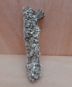 Small Cork Branch - Upto 40cm - 16