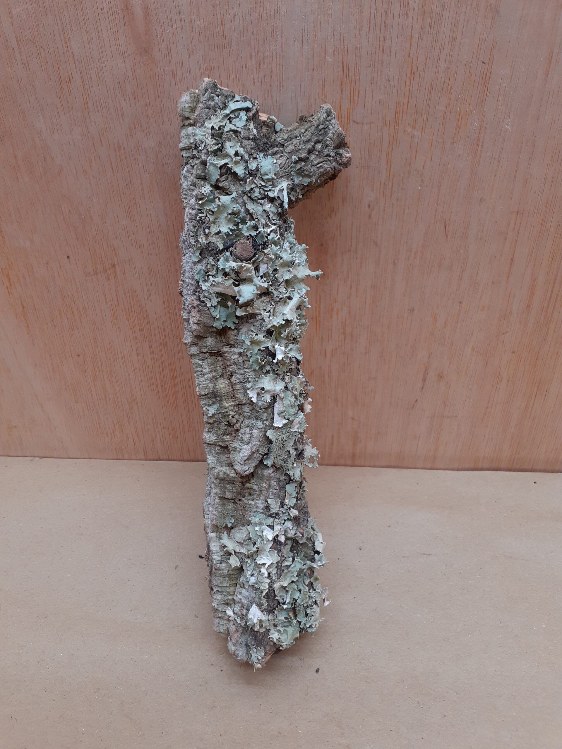Small Cork Branch - Upto 40cm - 16