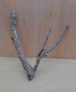 Small Cork Branch - Upto 40cm - 4