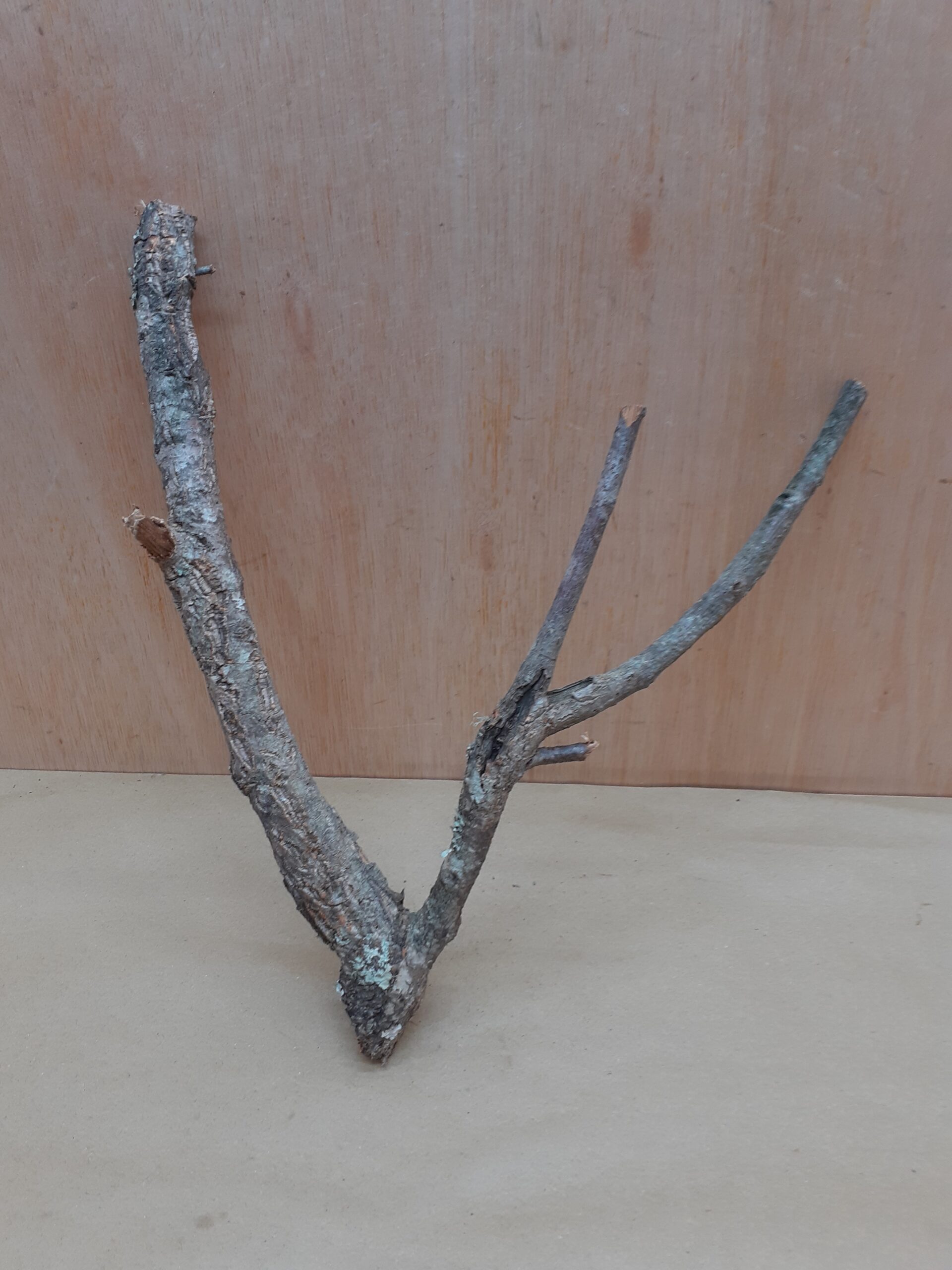 Small Cork Branch - Upto 40cm - 4