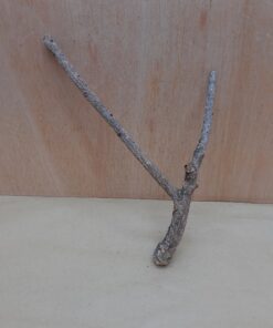 Small Cork Branch - Upto 40cm - 2