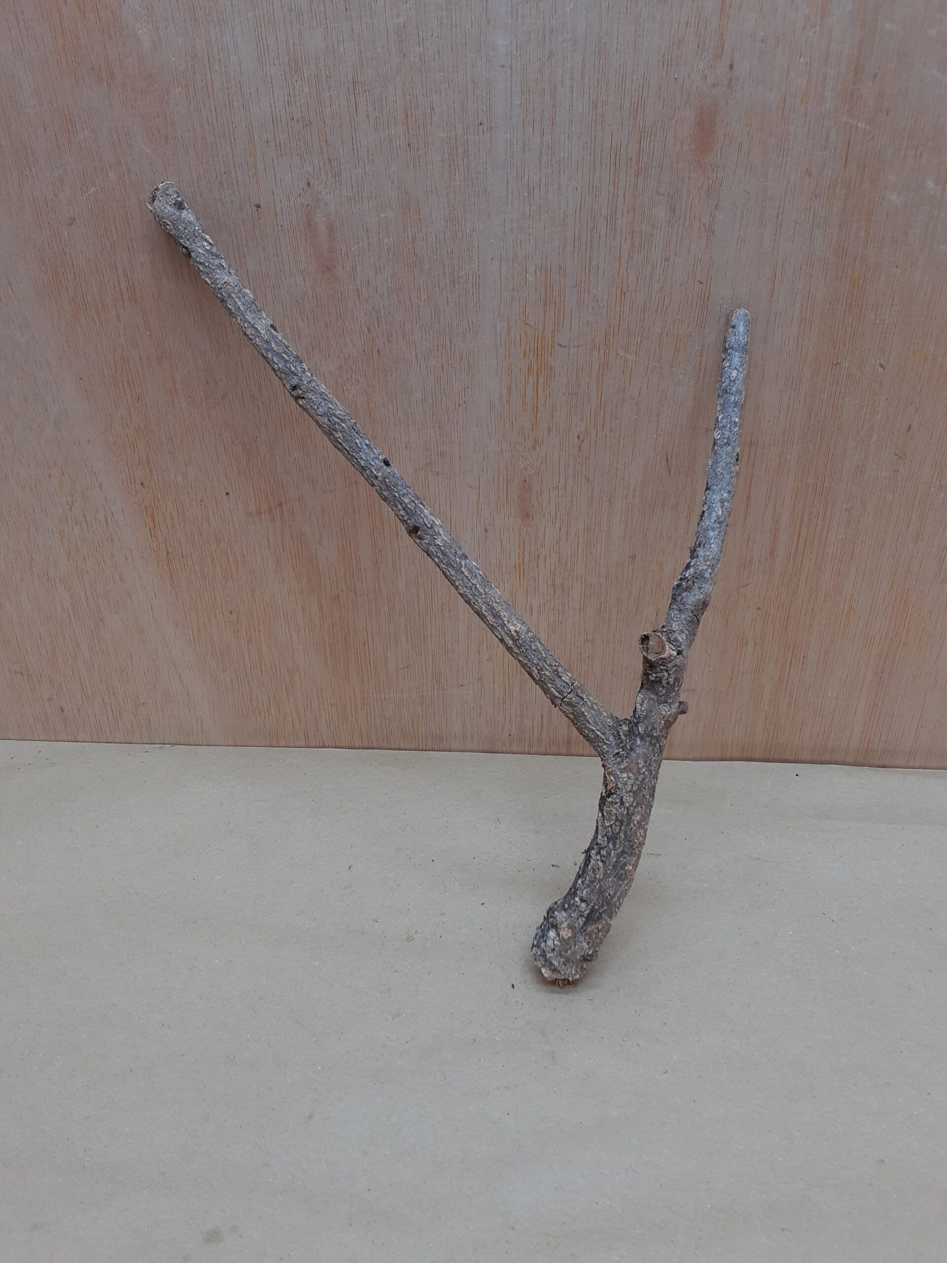 Small Cork Branch - Upto 40cm - 2