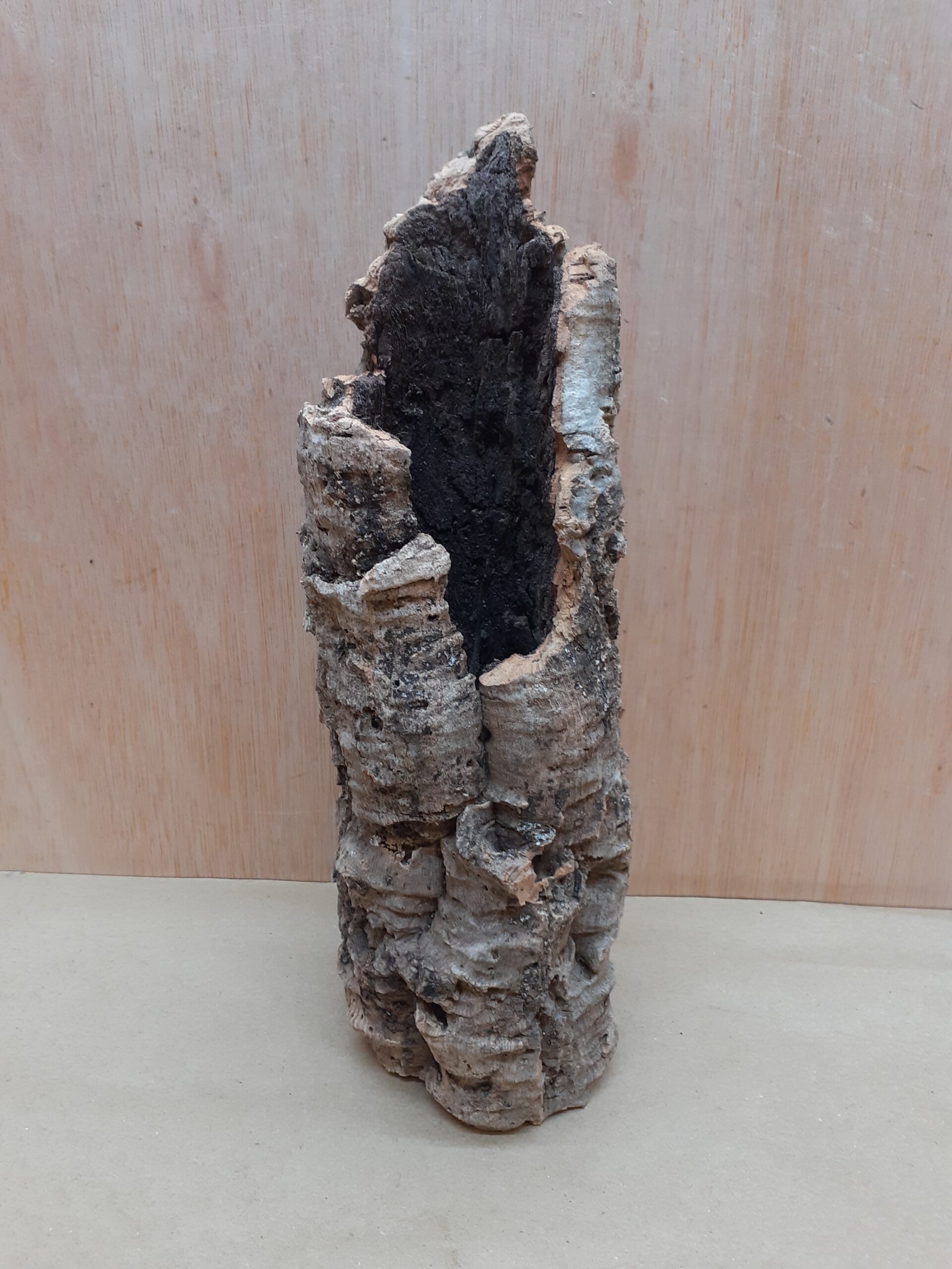 Small Cork Branch - Upto 40cm - 29