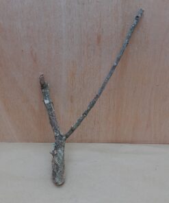 Small Cork Branch - Upto 40cm - 11