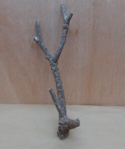 Small Cork Branch - Upto 40cm - 11