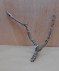 Small Cork Branch - Upto 40cm - 14