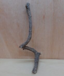 Small Cork Branch - Upto 40cm - 14