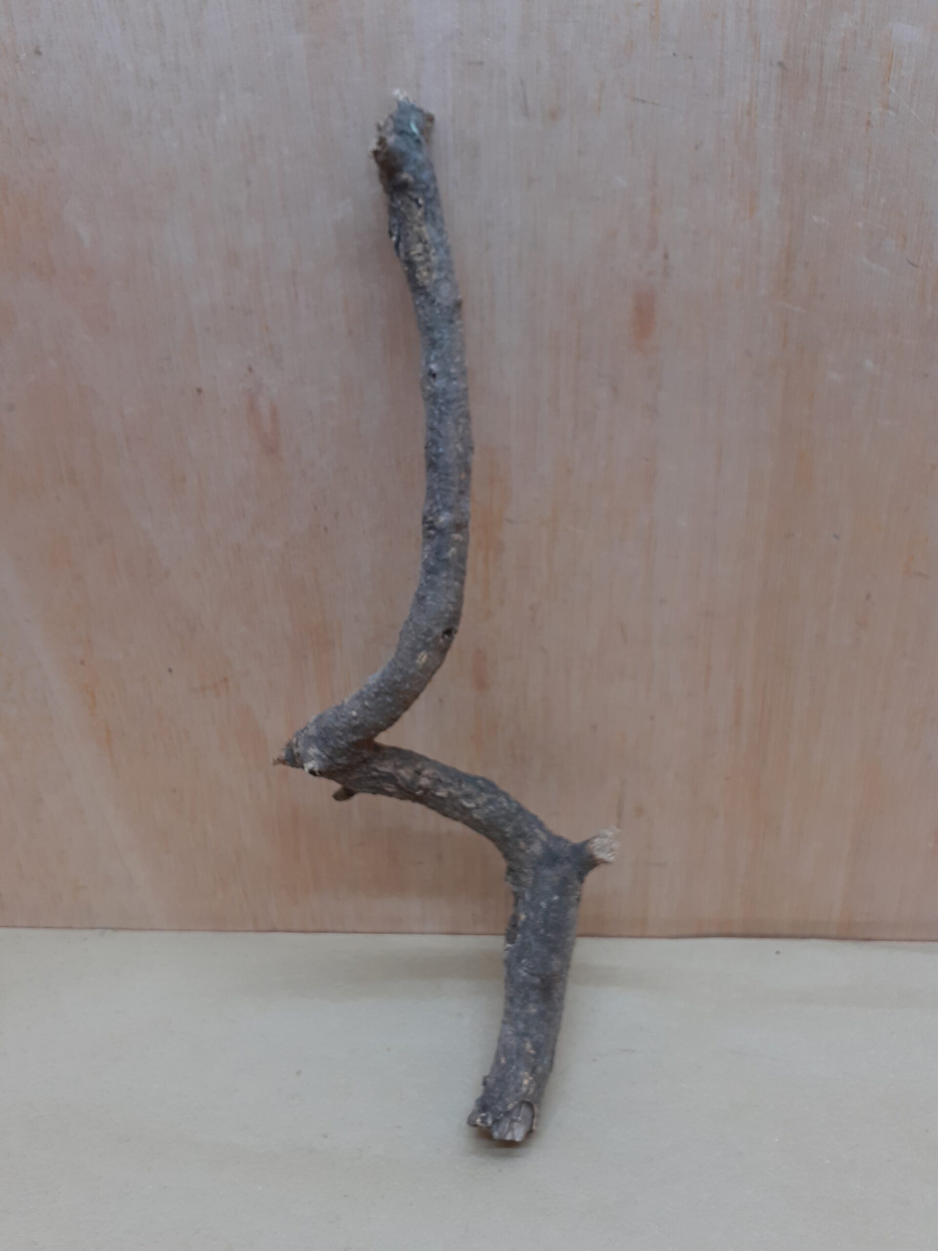 Small Cork Branch - Upto 40cm - 14