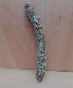 Small Cork Branch - Upto 40cm - 19