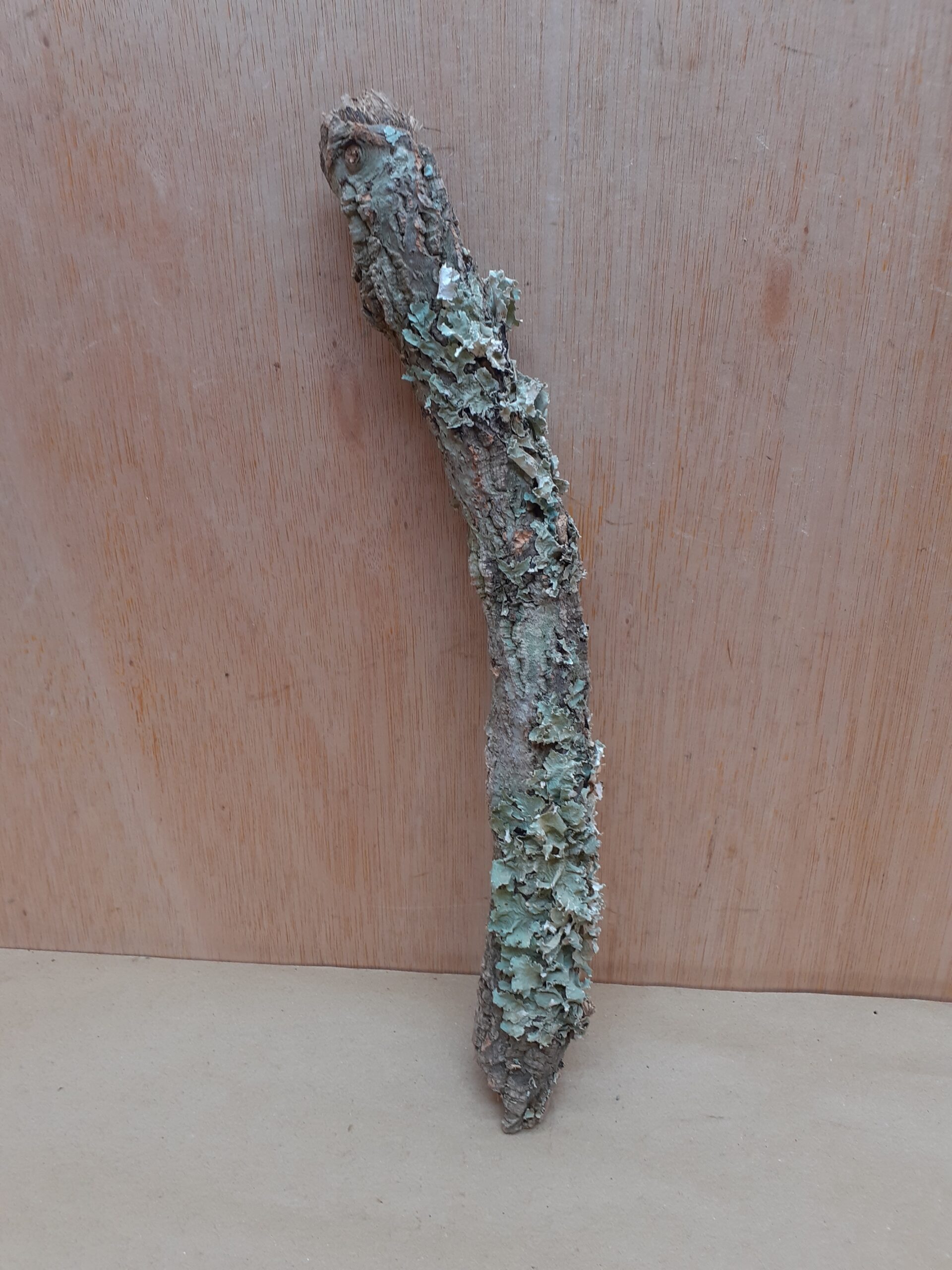 Small Cork Branch - Upto 40cm - 19