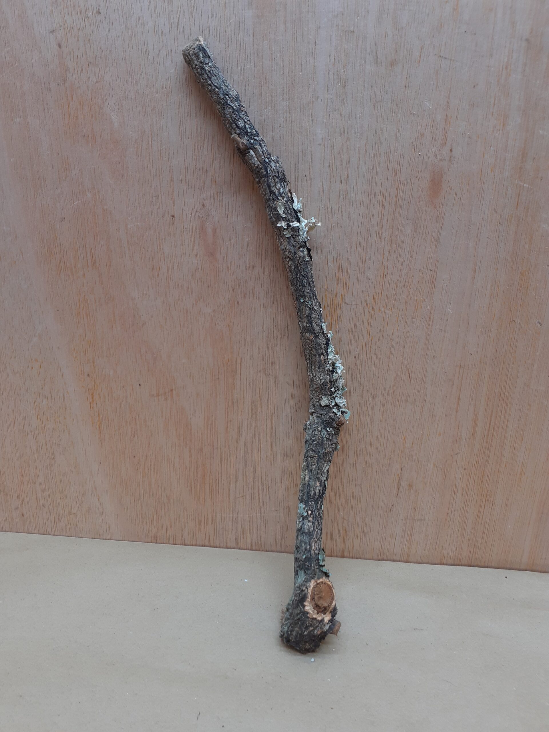 Small Cork Branch - Upto 40cm - 23