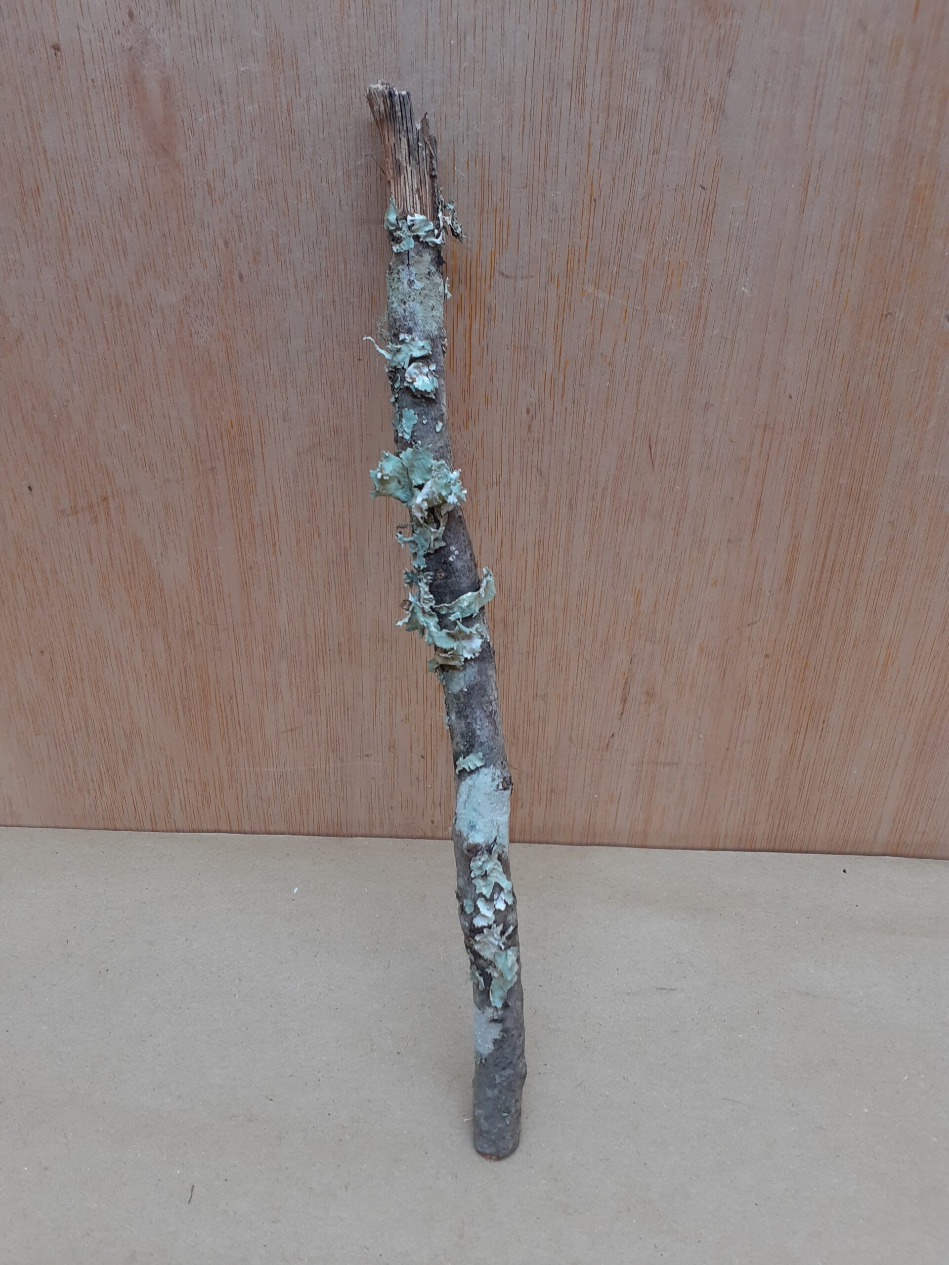Small Cork Branch - Upto 40cm - 25