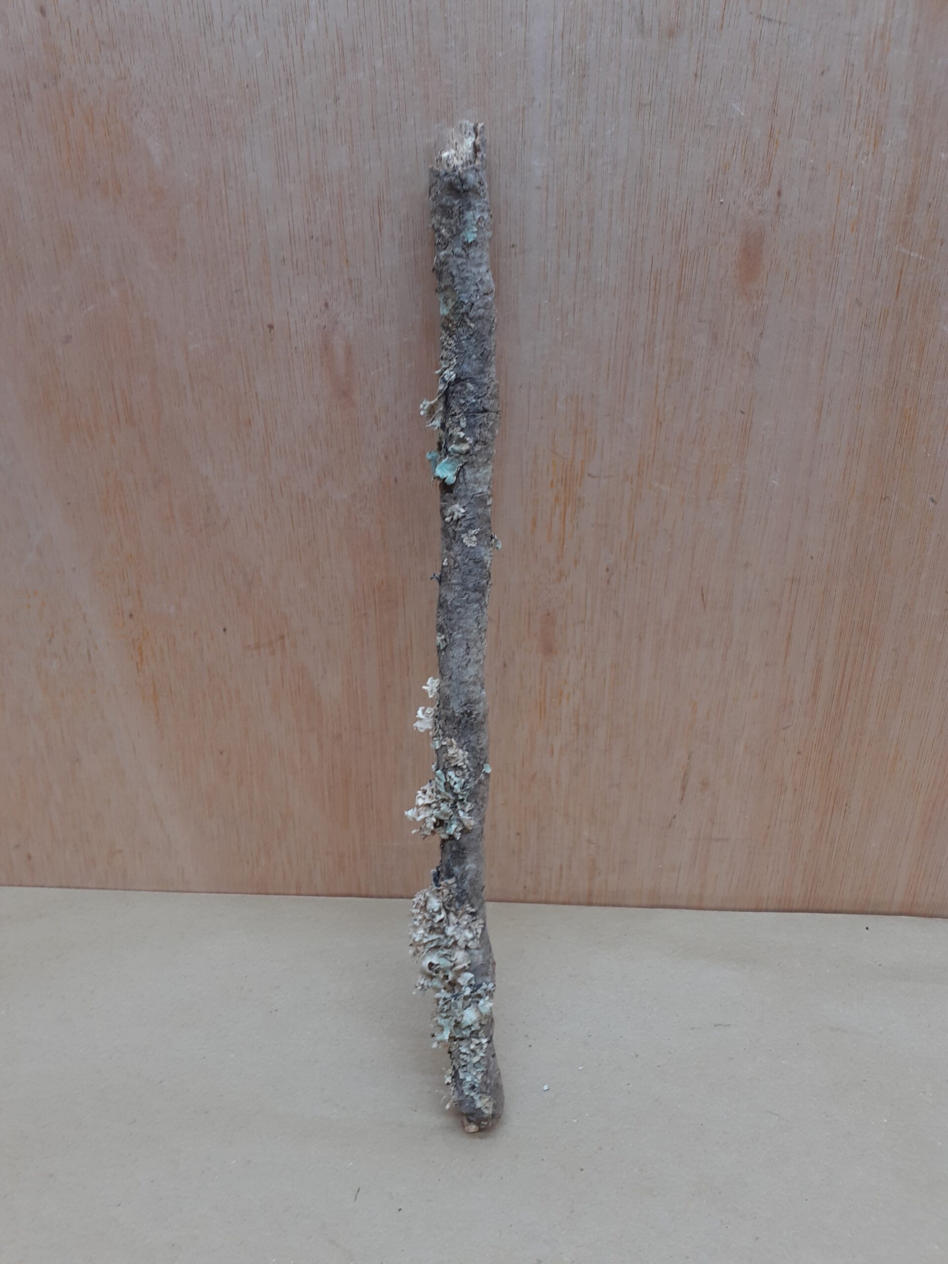 Small Cork Branch - Upto 40cm - 22