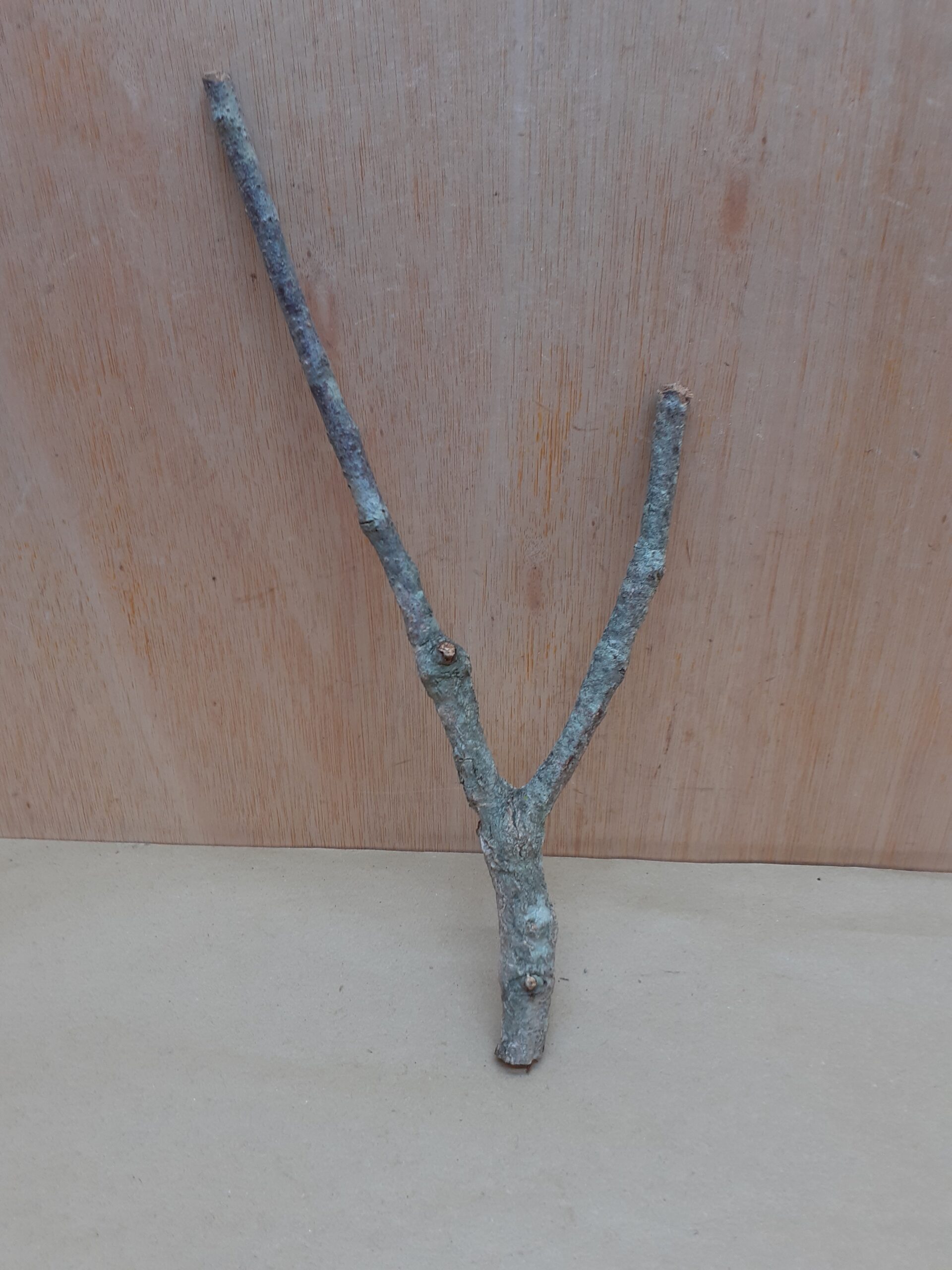 Small Cork Branch - Upto 40cm - 8