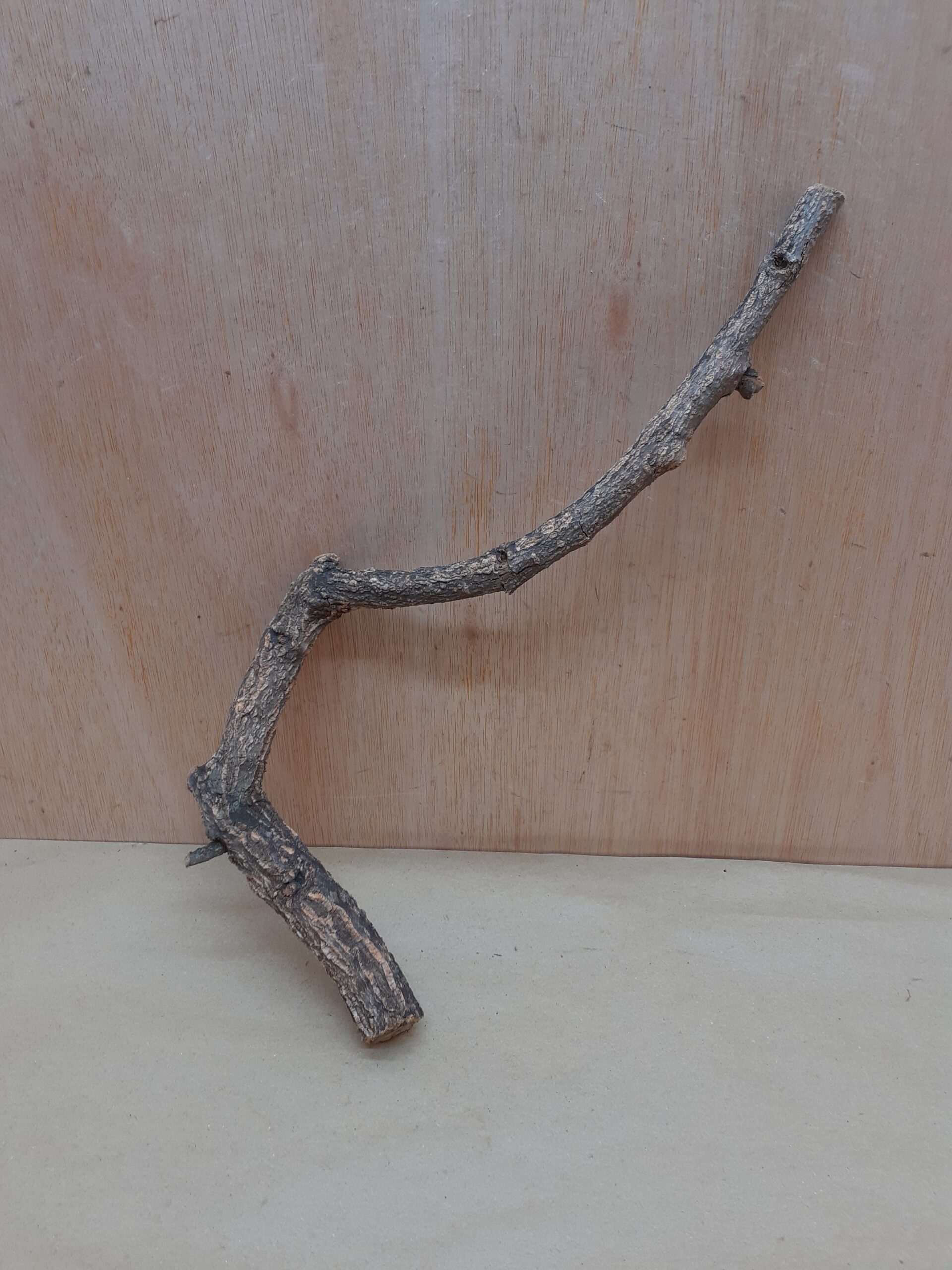 Small Cork Branch - Upto 40cm - 6