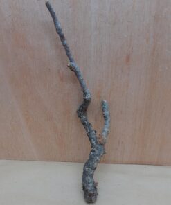 Small Cork Branch - Upto 40cm - 18