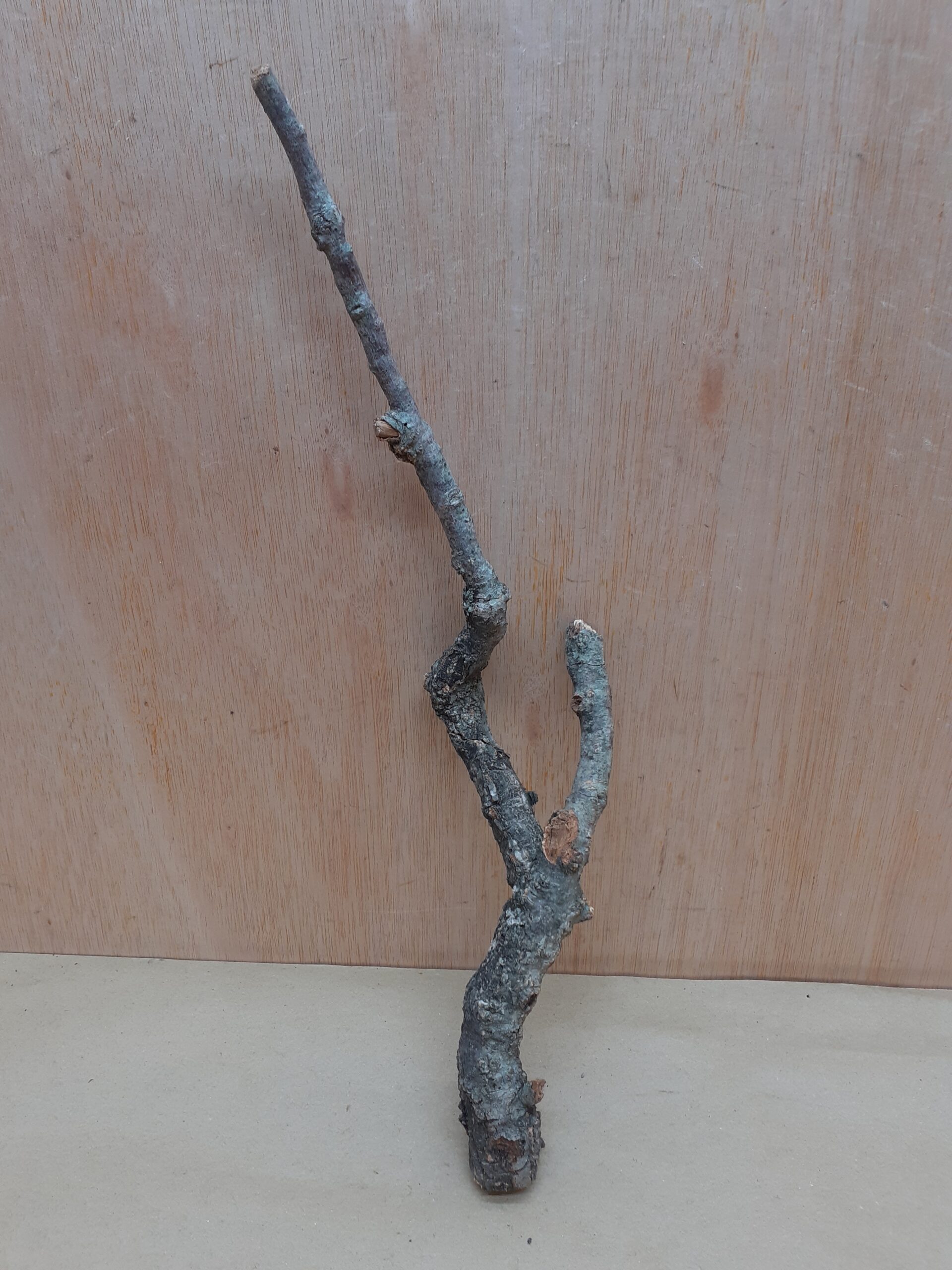 Small Cork Branch - Upto 40cm - 18