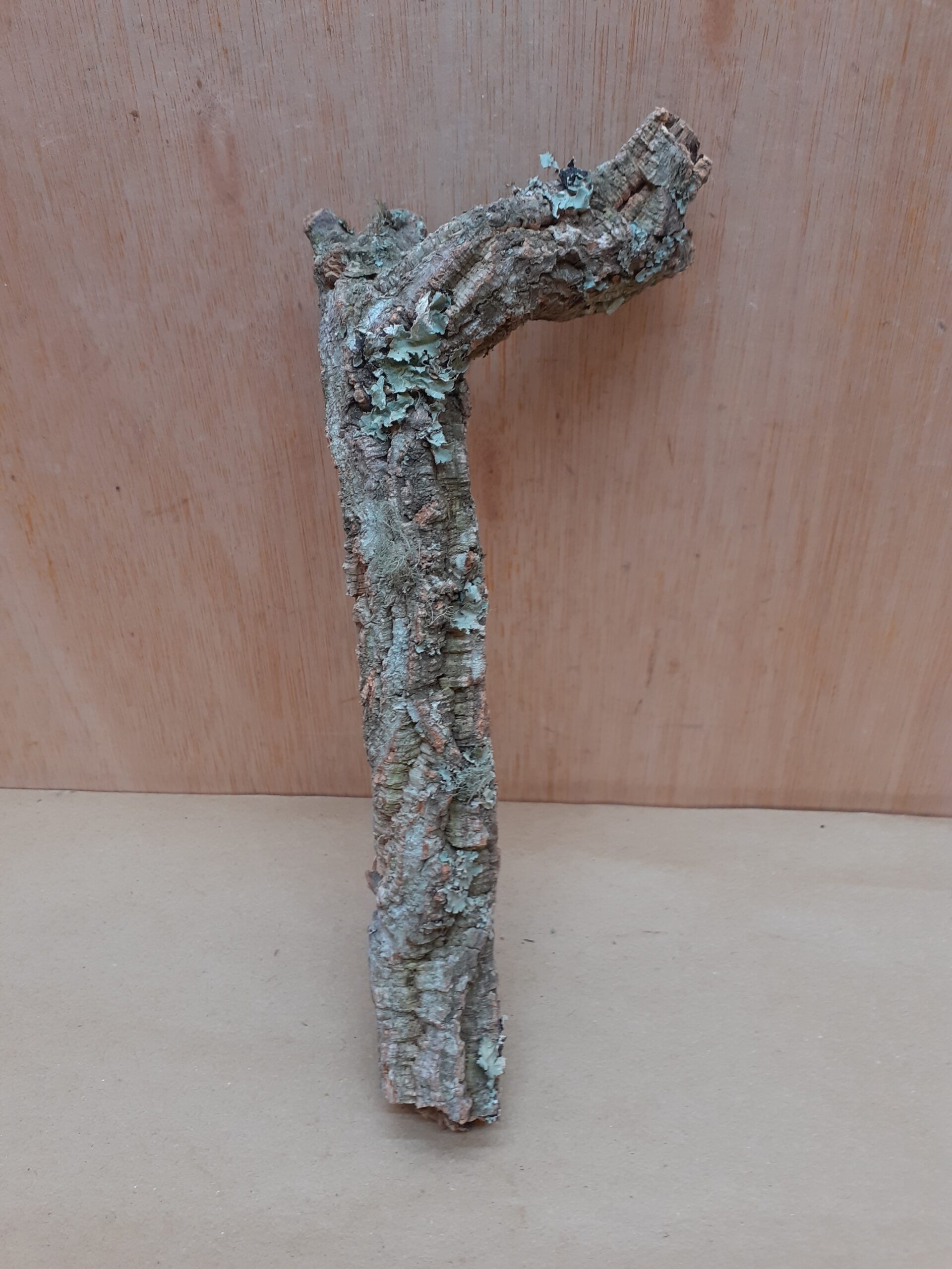 Small Cork Branch - Upto 40cm - 7