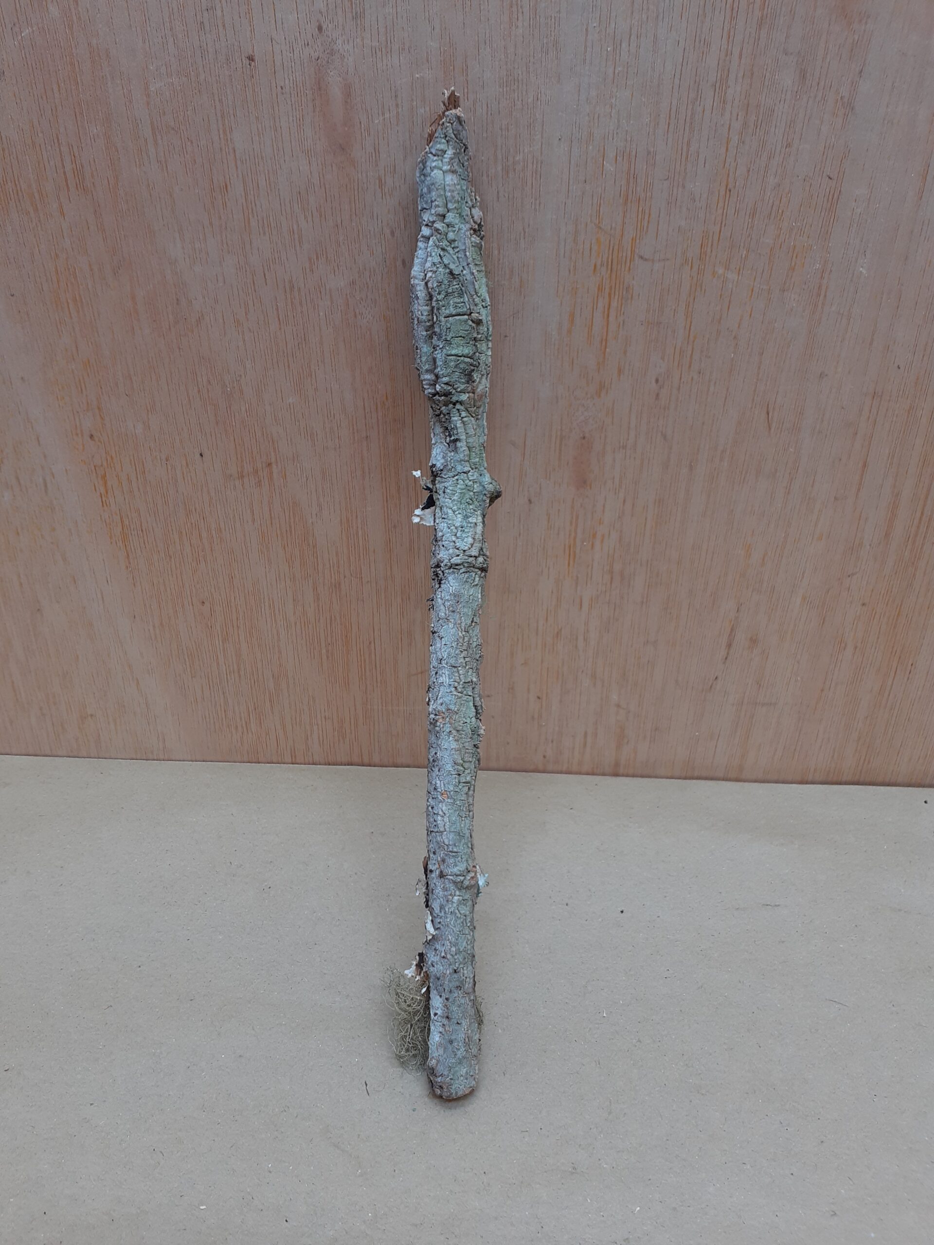 Small Cork Branch - Upto 40cm - 24