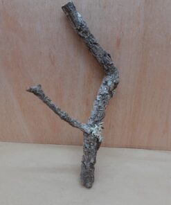 Small Cork Branch - Upto 40cm - 20