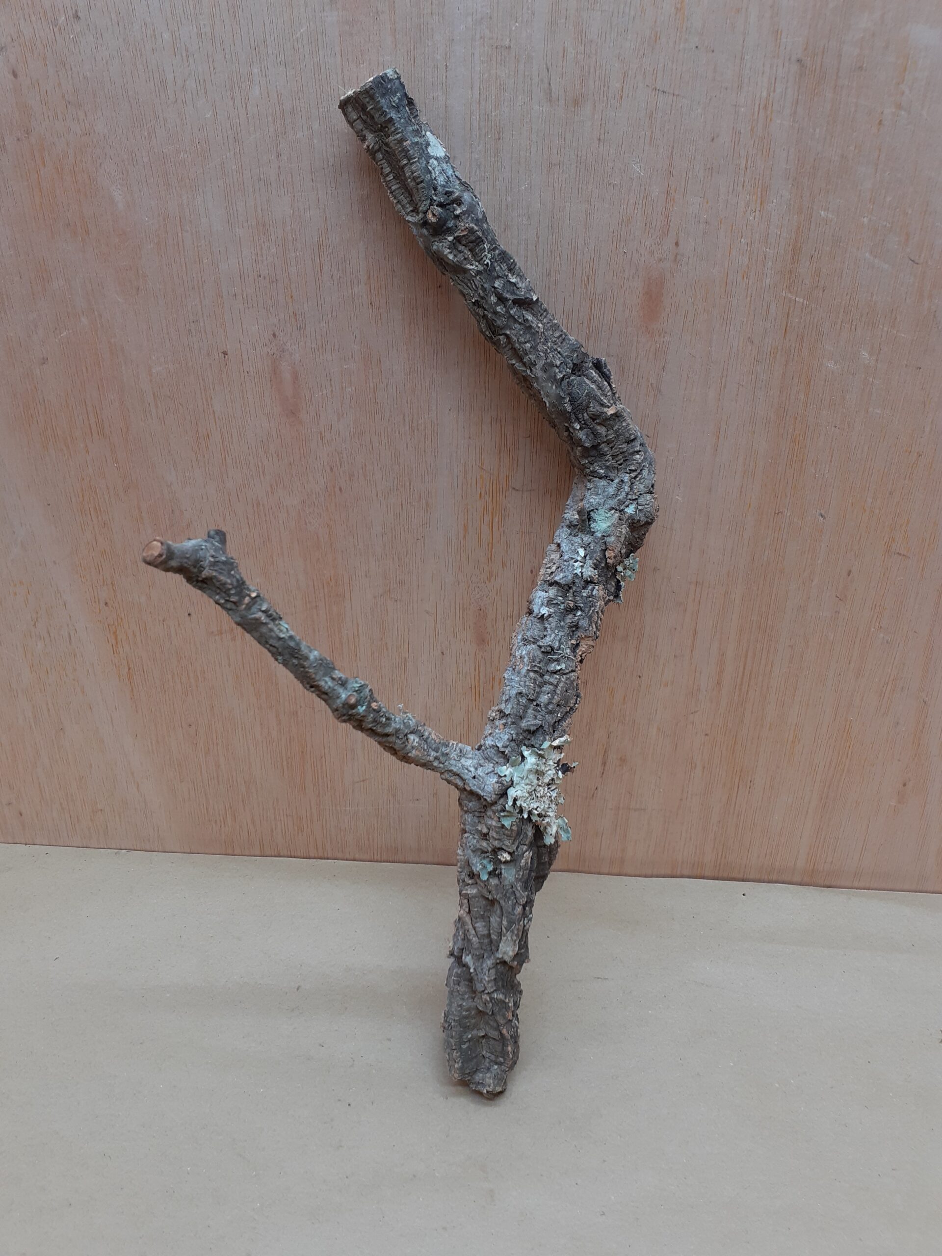 Small Cork Branch - Upto 40cm - 20