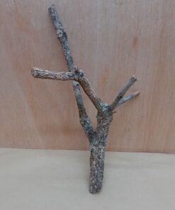 Small Cork Branch - Upto 40cm - 12