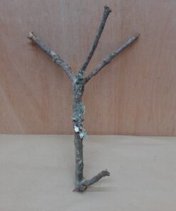 Small Cork Branch - Upto 40cm - 28