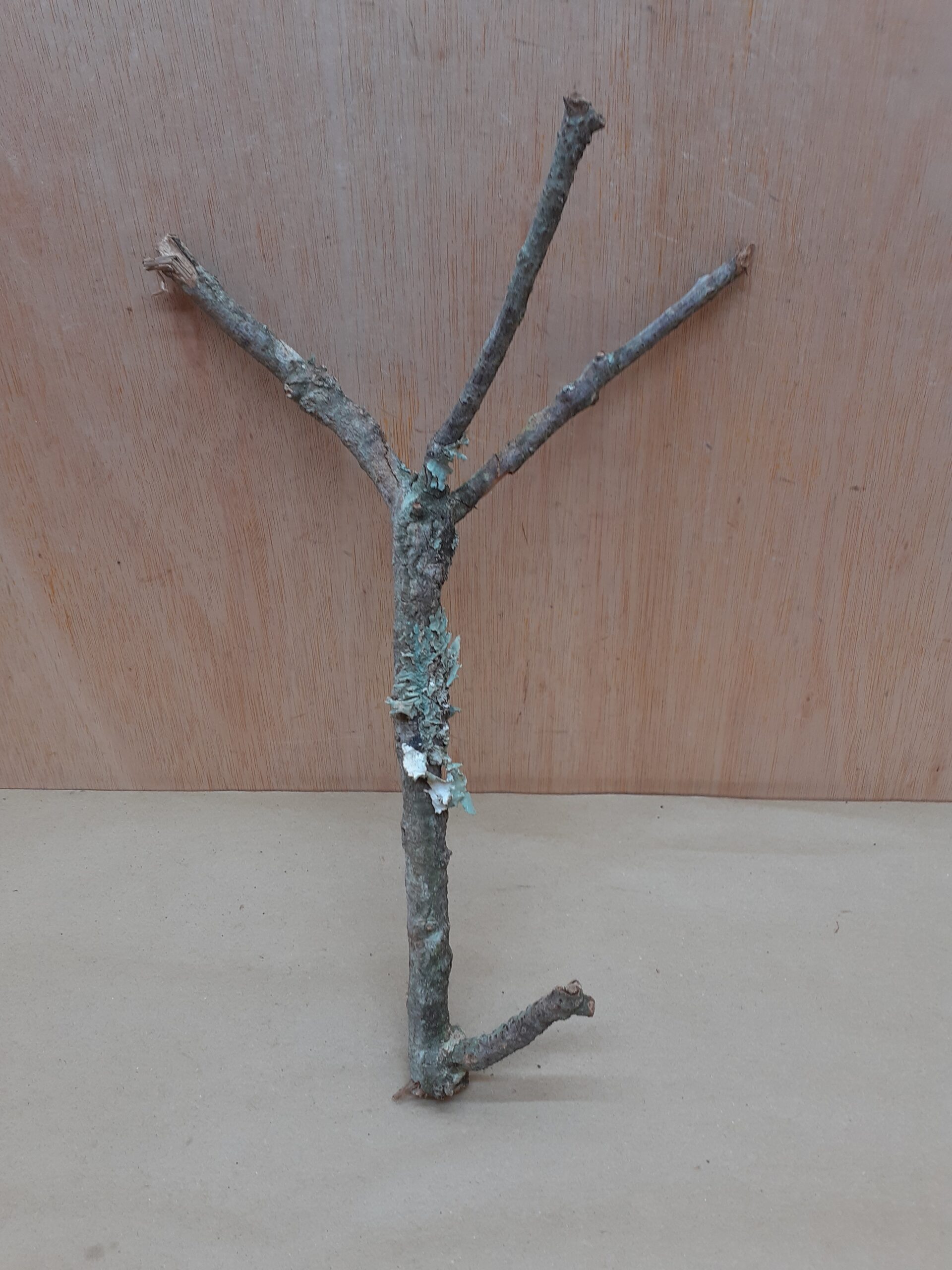 Small Cork Branch - Upto 40cm - 28