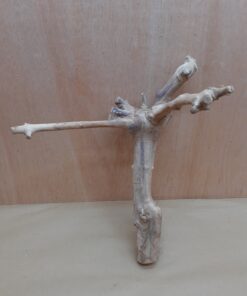 Java Wood - Double Stem - Large 14