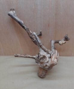 Java Wood - Double Stem - Large 6