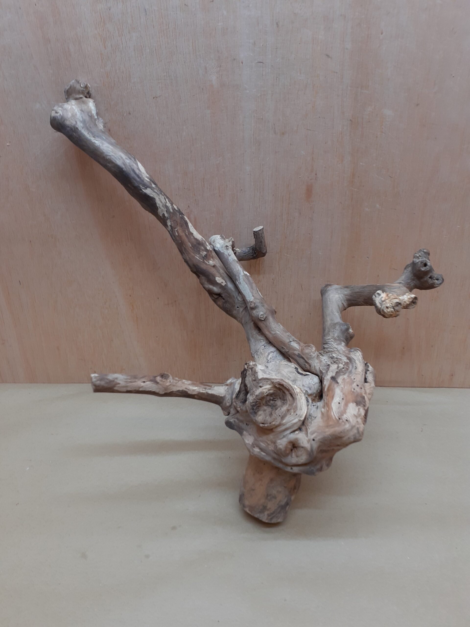 Java Wood - Double Stem - Large 6