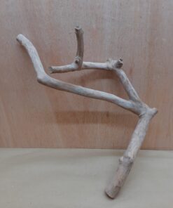 Java Wood - Double Stem - Large 5