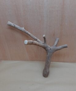 Java Wood - Double Stem - Large 19