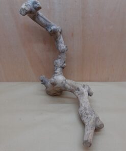 Java Wood - Double Stem - Large 9