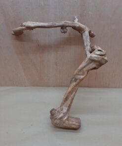Java Wood - Double Stem - Large 3